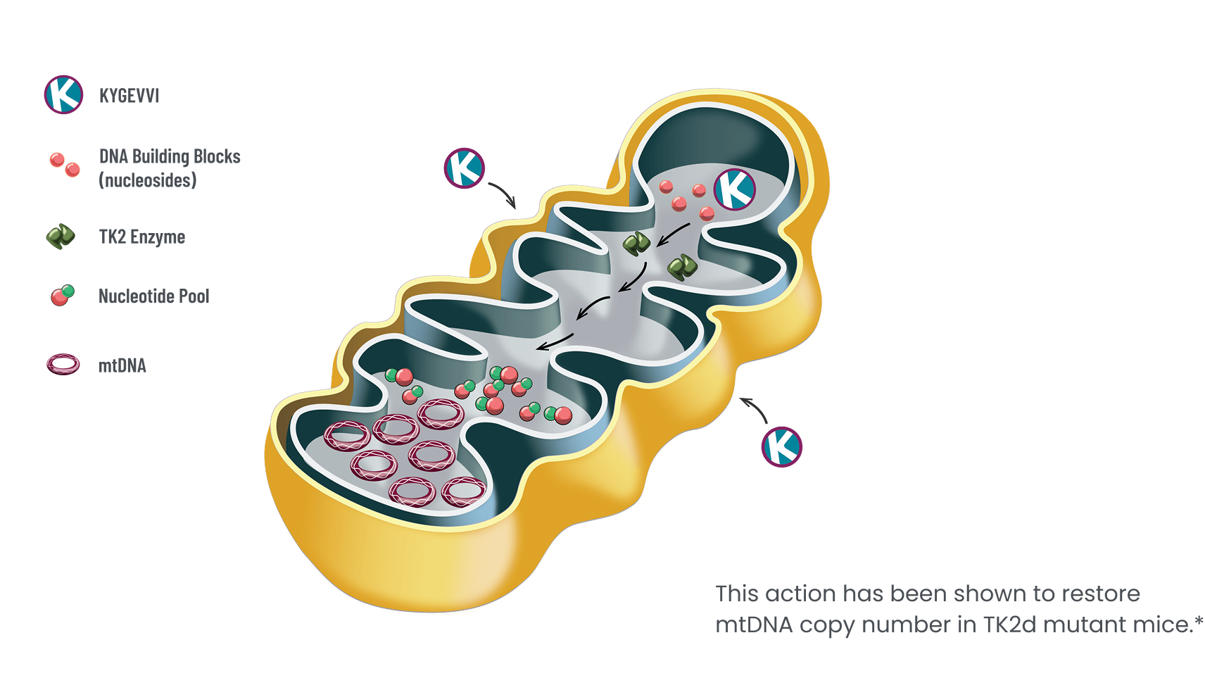 How KYGEVVI may work on mitochondrial DNA.