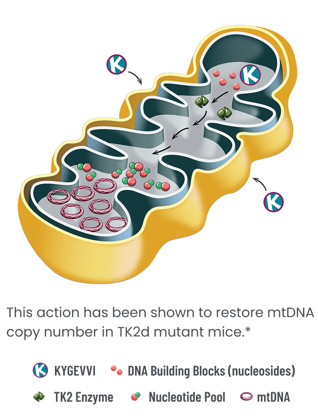 How KYGEVVI may work on mitochondrial DNA.