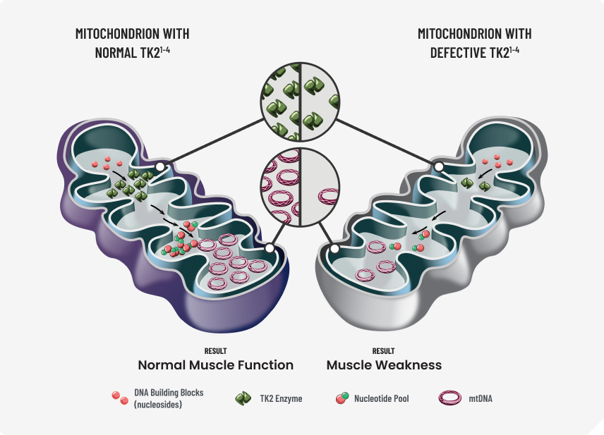 Normal vs defective mitochondria with TK2.