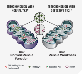 Normal vs defective mitochondria with TK2.